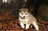 ALASKAN MALAMUTE 550